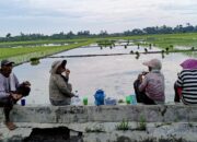 Musim Tanam Tiba, Buruh Tani Sergai Nikmati Kenaikan Upah