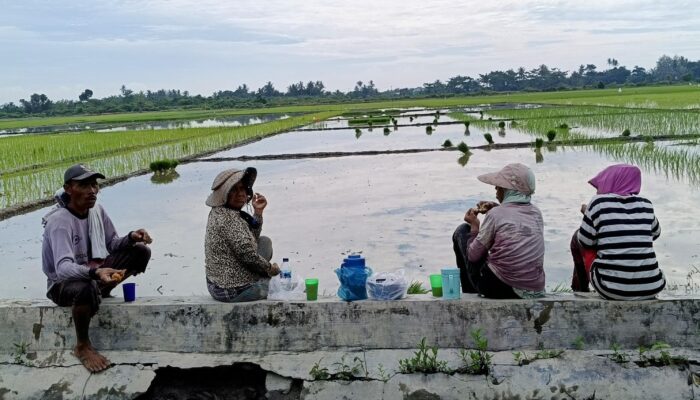 Musim Tanam Tiba, Buruh Tani Sergai Nikmati Kenaikan Upah