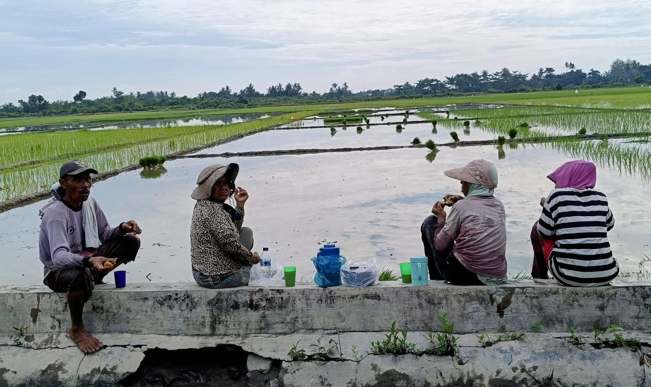 Musim Tanam Tiba, Buruh Tani Sergai Nikmati Kenaikan Upah