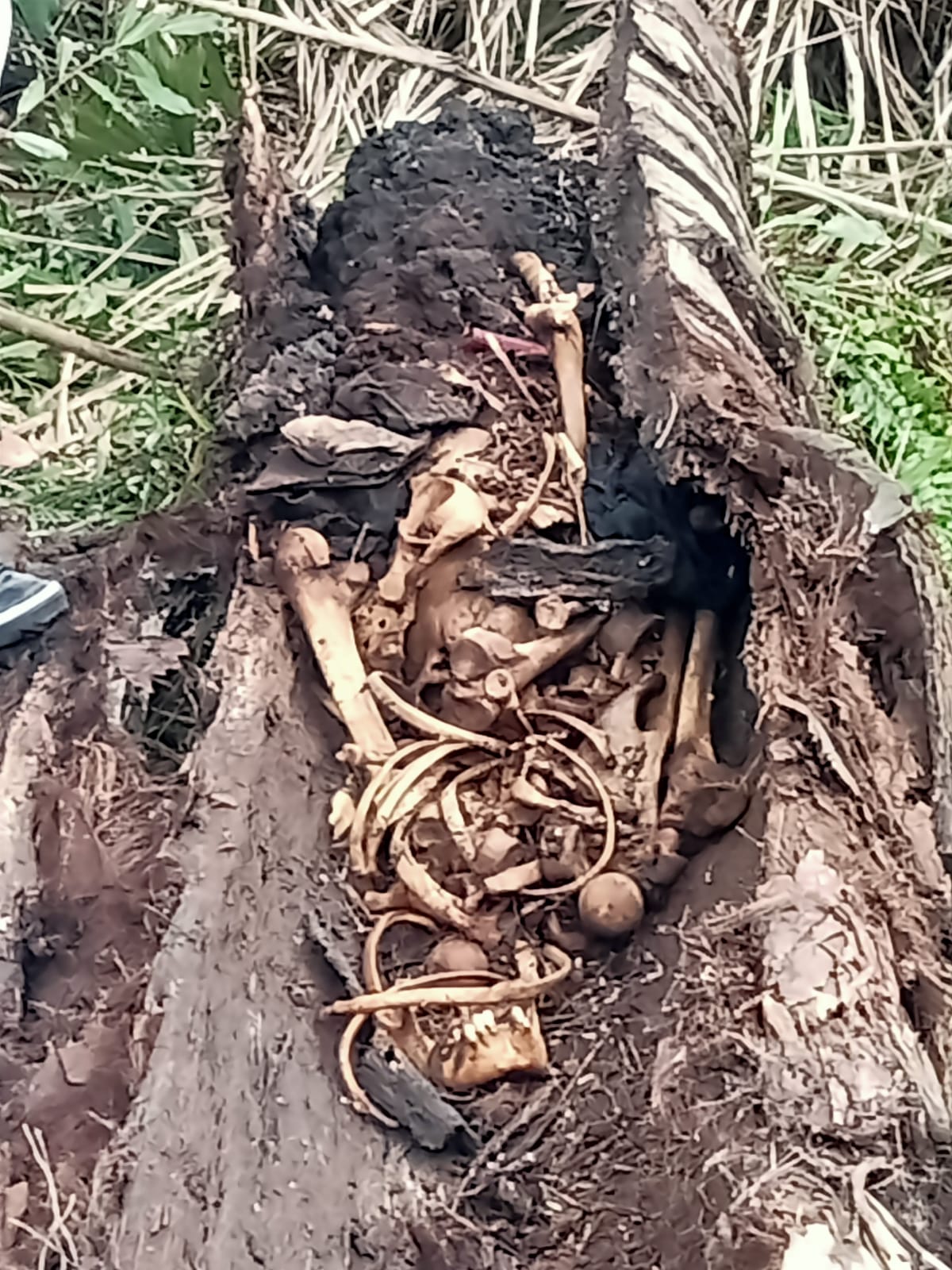 Sergai Heboh, Kerangka Manusia Menumpuk Dalam Pohon Aren.