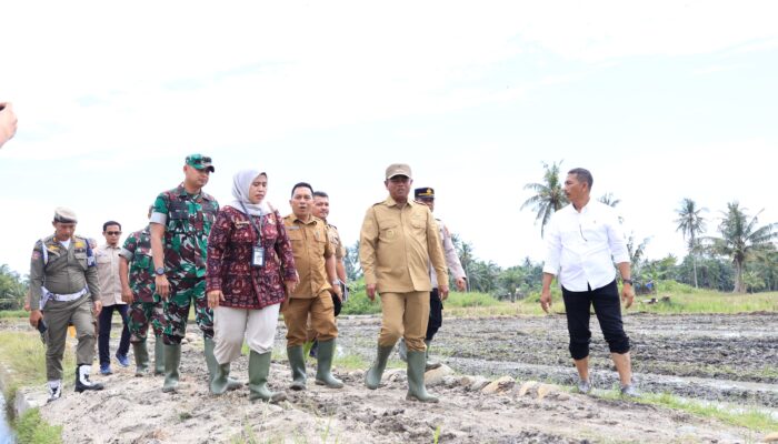 Kolaborasi Forkopimda dan Petani, Sergai Jadi Lumbung Pangan Sumut