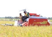 Produktivitas Padi Meningkat, Bupati Darma Wijaya Optimistis Sergai Kembali Swasembada Pangan