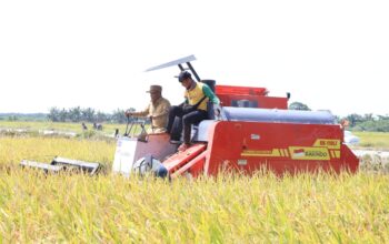 Produktivitas Padi  Meningkat, Bupati Darma Wijaya Optimistis Sergai Kembali Swasembada Pangan