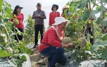MBG Bikin Siswa Sehat, Petani Sergai Sejahtera