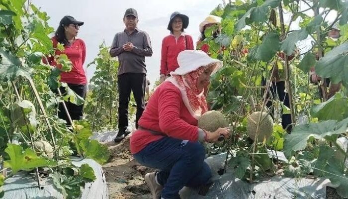 MBG Bikin Siswa Sehat, Petani Sergai Sejahtera