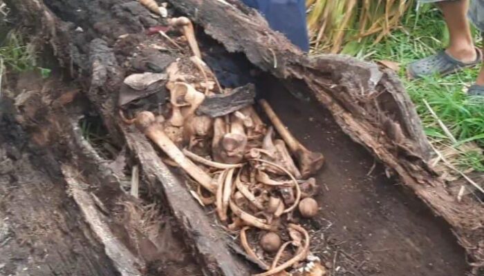 Kerangka Manusia dalam Pohon Aren Gegerkan Sergai, Polisi Ingatkan Warga Tak Termakan Isu Medsos.