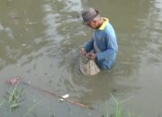 Sungai Desa Liberia Tercemar, Ikan Mati Diduga Akibat Limbah Pabrik Ubi.