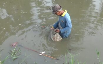 Sungai Desa Liberia Tercemar, Ikan Mati Diduga Akibat Limbah Pabrik Ubi.