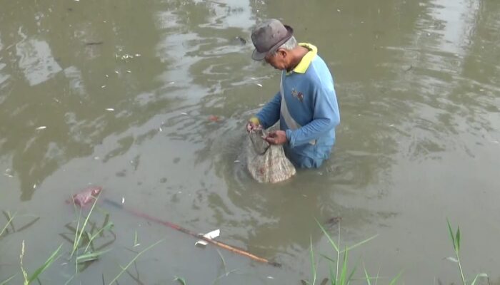 Sungai Desa Liberia Tercemar, Ikan Mati Diduga Akibat Limbah Pabrik Ubi.