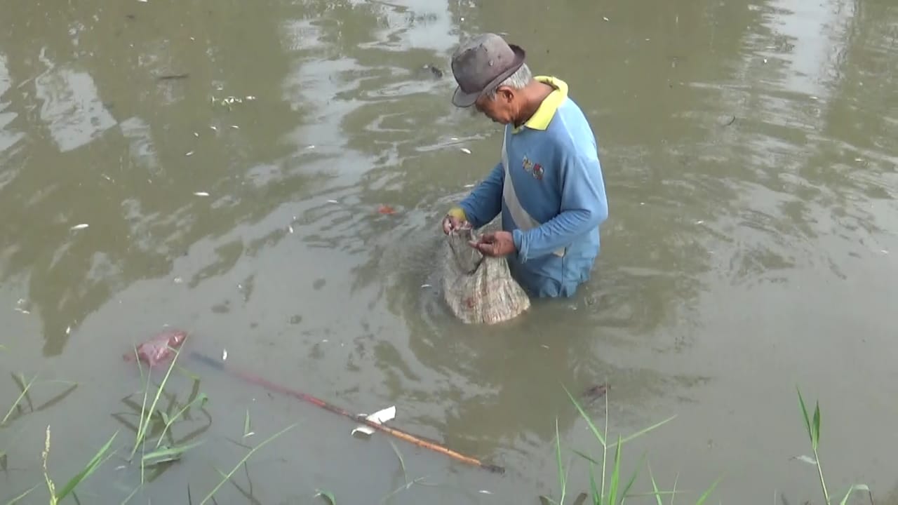 Sungai Desa Liberia Tercemar, Ikan Mati Diduga Akibat Limbah Pabrik Ubi.