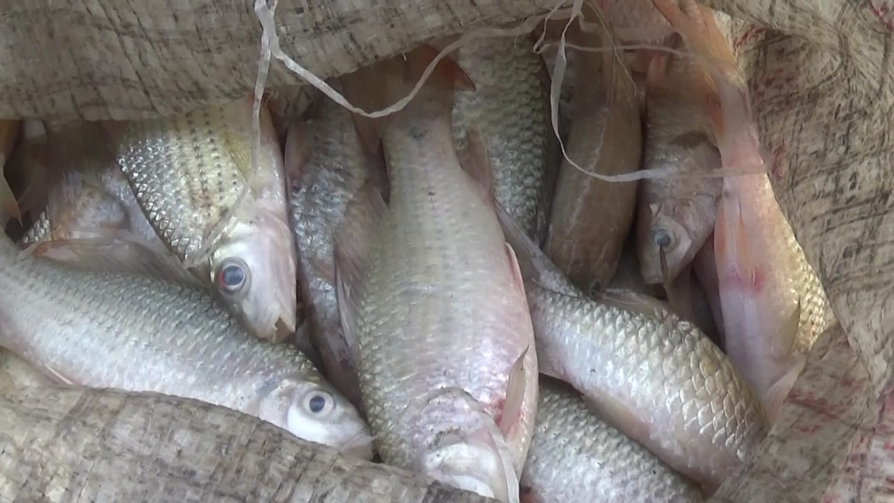 Sungai Desa Liberia Tercemar, Ikan Mati Diduga Akibat Limbah Pabrik Ubi.