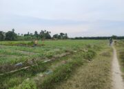 Lahan PTPN IV Adolina Diduga Beralih Fungsi, Areal Pembibitan Sawit Ditanami Semangka.