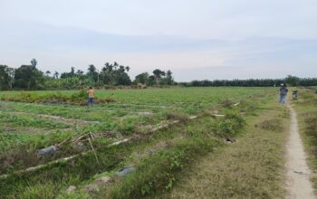Lahan PTPN IV Adolina Diduga Beralih Fungsi, Areal Pembibitan Sawit Ditanami Semangka.