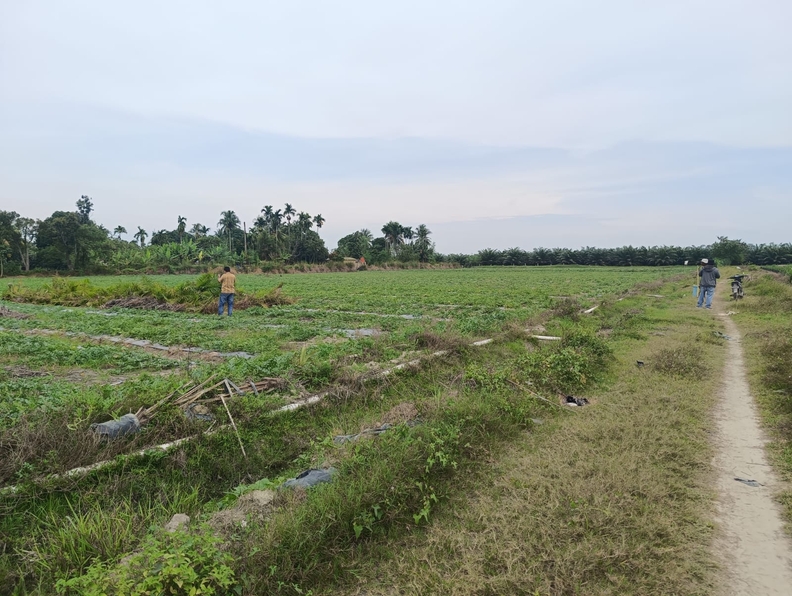 Lahan PTPN IV Adolina Diduga Beralih Fungsi, Areal Pembibitan Sawit Ditanami Semangka.