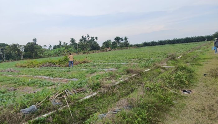 Ketua APPI Sumut Nilai Penanaman Semangka di Lahan PTPN IV Adolina Berpotensi Langgar Aturan.
