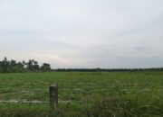 Ketua APPI Sumut Nilai Penanaman Semangka di Lahan PTPN IV Adolina Berpotensi Langgar Aturan.