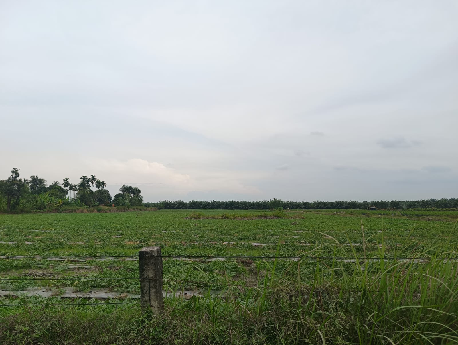 Ketua APPI Sumut Nilai Penanaman Semangka di Lahan PTPN IV Adolina Berpotensi Langgar Aturan.