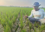 Irigasi Ditutup, Ratusan Hektare Sawah di Sei Rampah Terancam Gagal Panen.