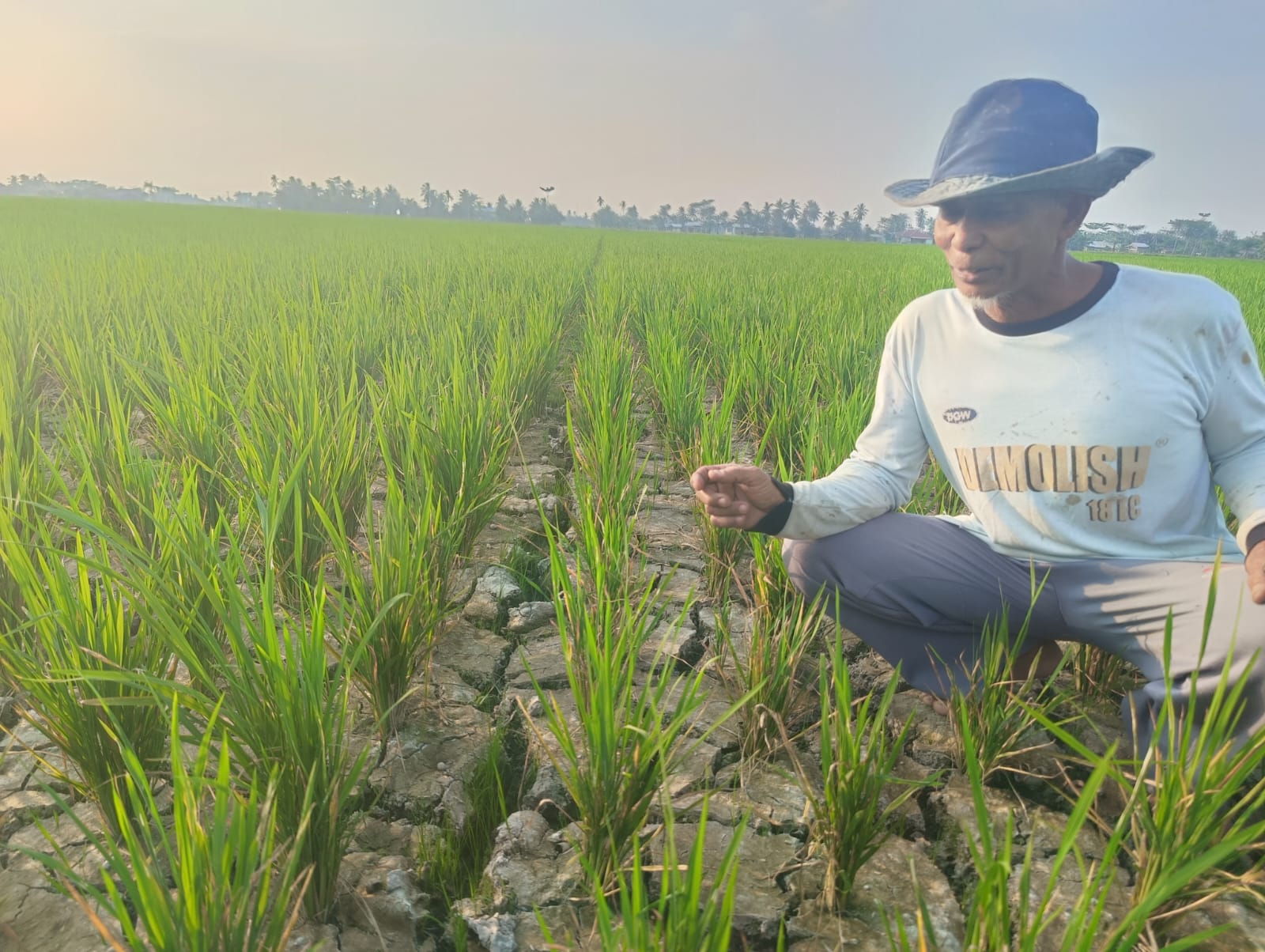 Irigasi Ditutup, Ratusan Hektare Sawah di Sei Rampah Terancam Gagal Panen.