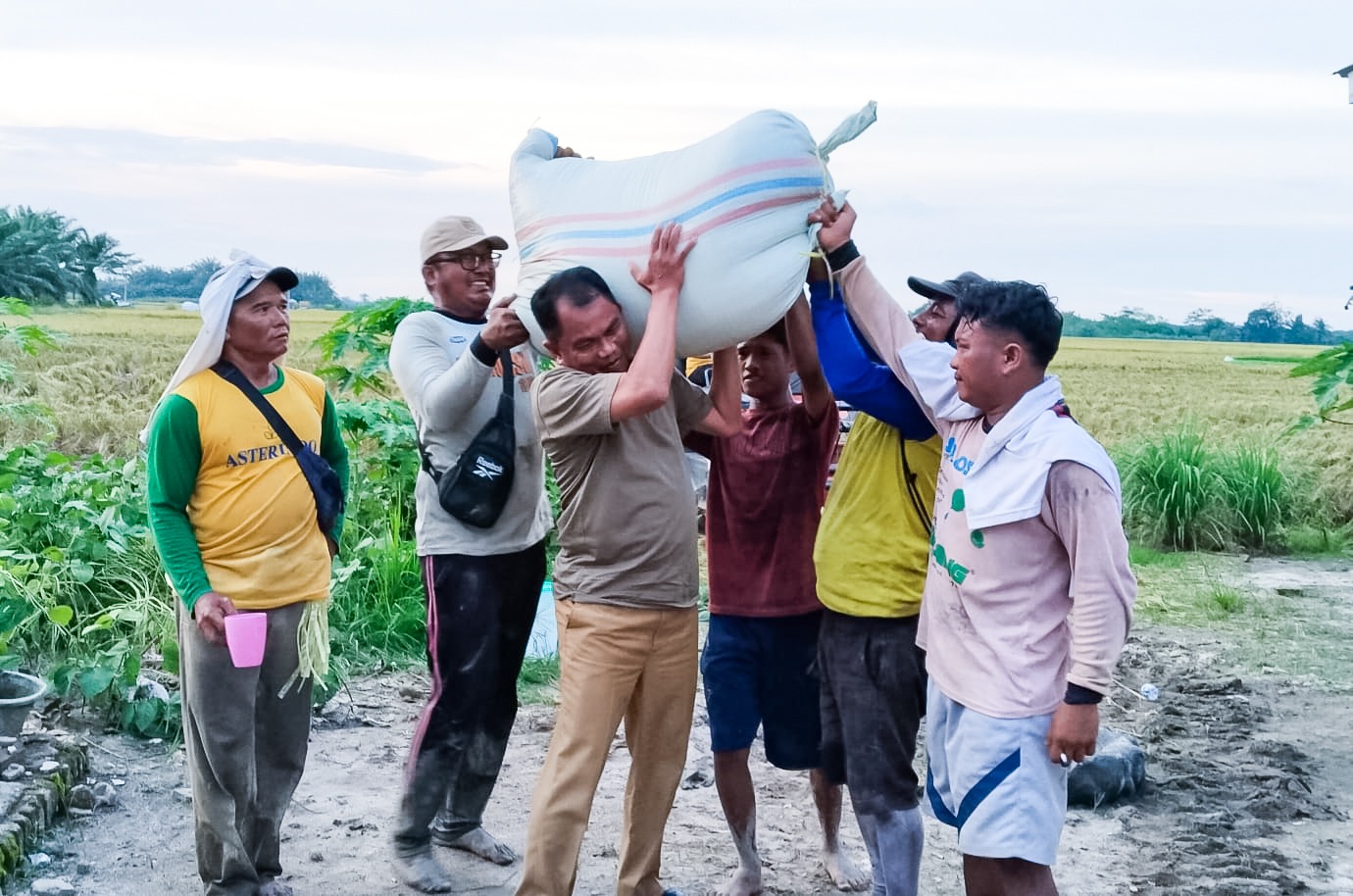 Bupati Sergai H. Darma Wijaya memikul gabah hasil panen beberapa waktu lalu. (Photo Kominfo Sergai)